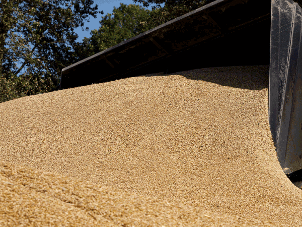grain-600x450-2
